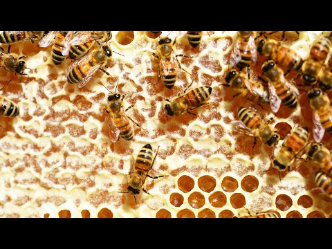 Jinsi Nyuki Wanavyotengeneza Asali Na Prof Mtango