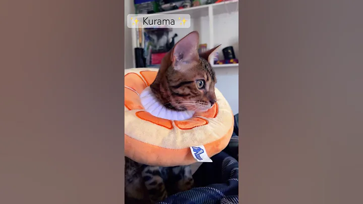 Video 8306581: bengalcat cat cute kitten, brown bengal, baby bengal