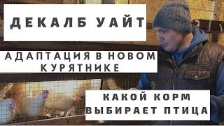 Декалб Уайт адаптация в новом курятнике. Какой корм выбирает птица. Декалб Уайт адаптация в новом курятнике. Какой корм выбирает птица.