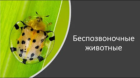 Животные беспозвоночные (часть 1)