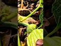 How to pumpkin plant pollution 🍈🍈🪴#gardening #plant #pumpkin
