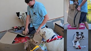 Po Box Opening - We Go Through So Many Toys