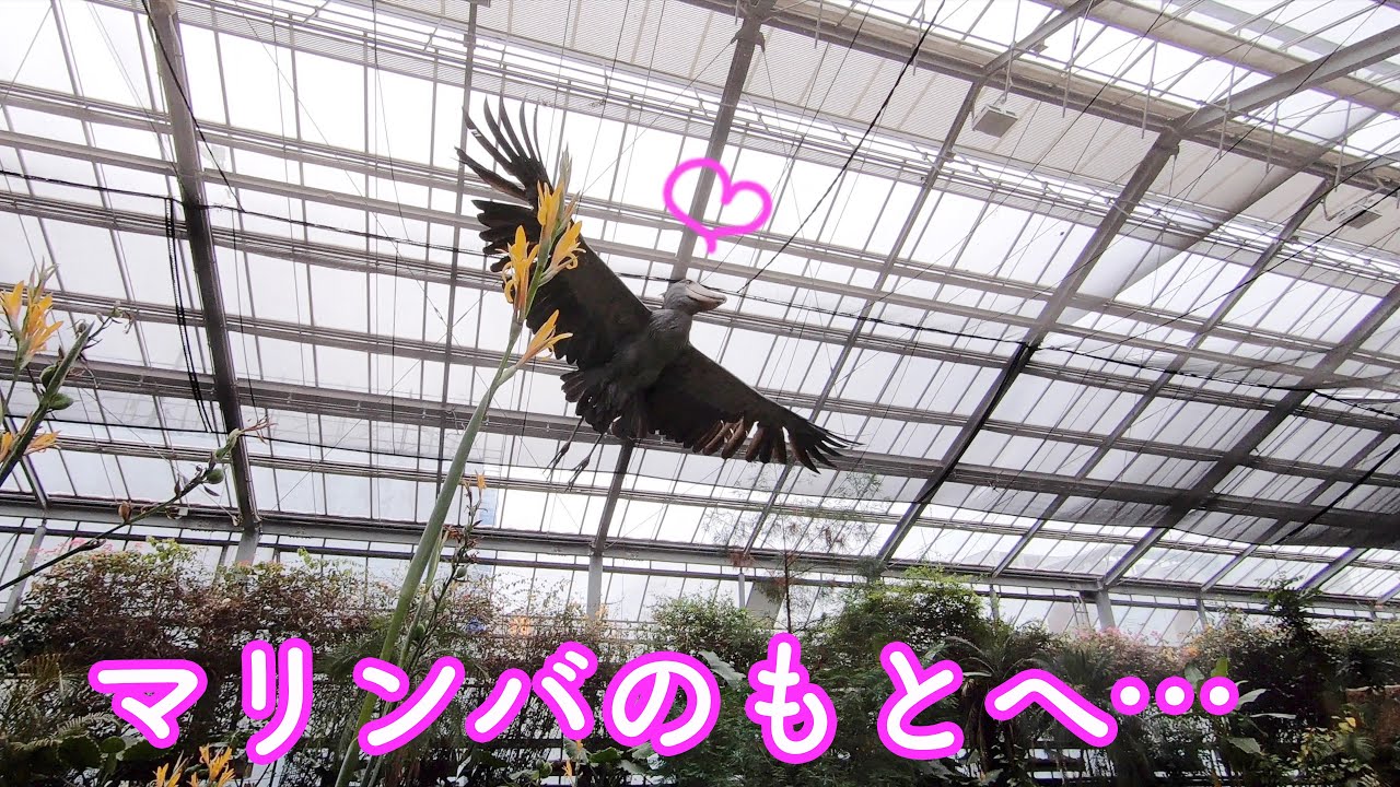 10150ーハシビロコウ様 おまけつき】ハシビロコウのボンゴ、朝一番の大飛翔! 神戸どうぶつ王国