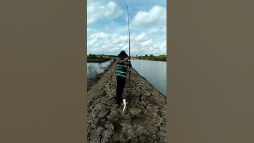 Câu cá chét bằng mồi giả