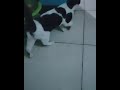 Cute cats greeting owner