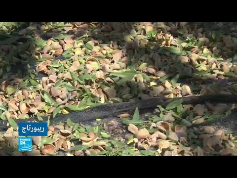 زراعة اللوز في إسبانيا.. إنتاج مضاعف ومنافسة عالمية رغم الجفاف