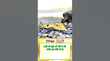 Loài cá mập này có thể đi bộ trên cạn, chuyện lạ có thật! #DF999