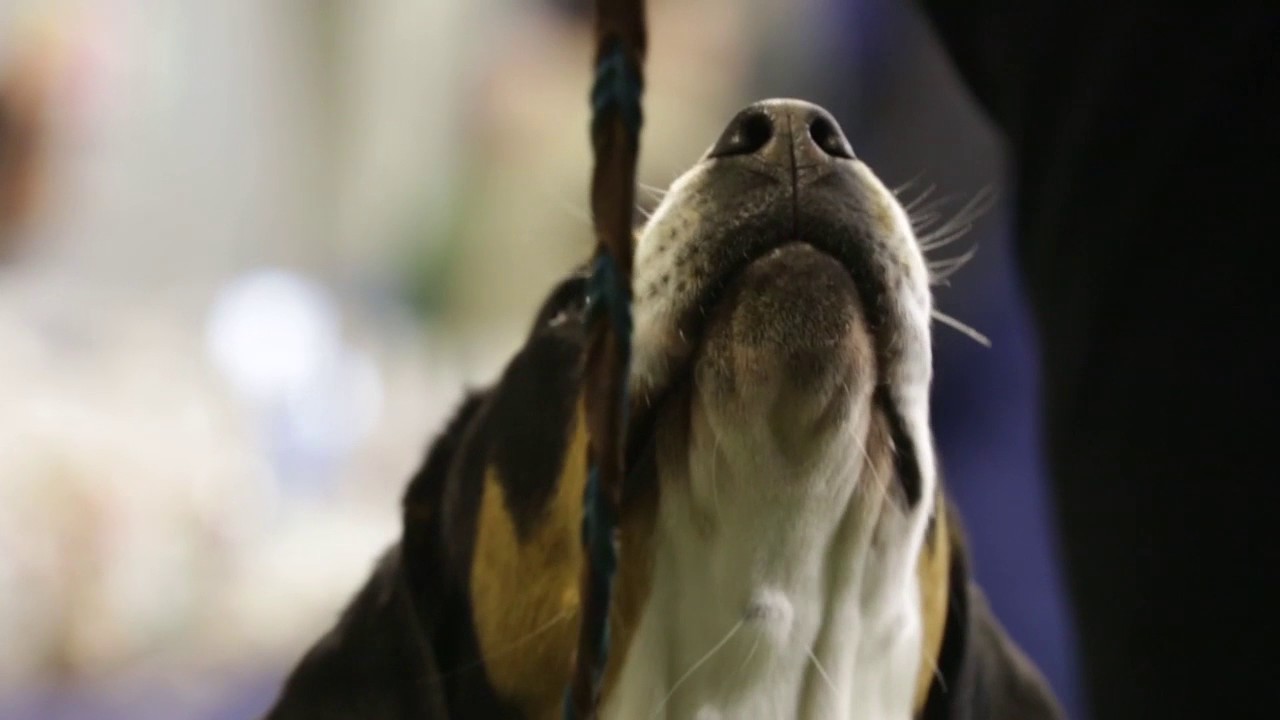 Dog agility trials hosted by Harrisburg Kennel Club held in Lewisberry