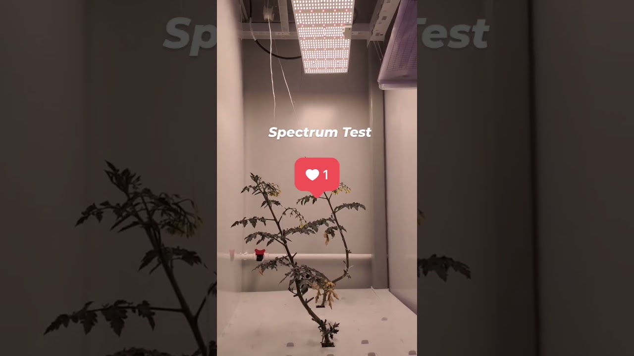 Optimizing Plant Growth With White LED Spectrum | LED Horticulture Guide 