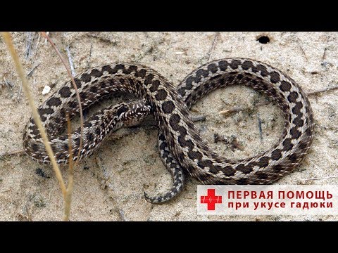 Первая доврачебная помощь при укусе гадюки