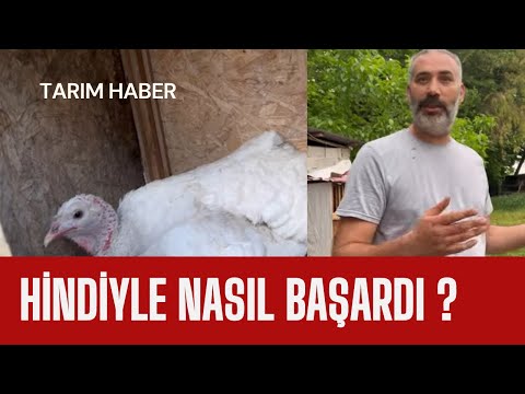 Hobi olarak başladı Türkiye’yenin heryerini Hindi civcivi gönderiyor/ Nasıl Başardı ???