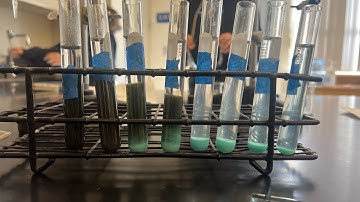 Limiting Reactant Lab Video