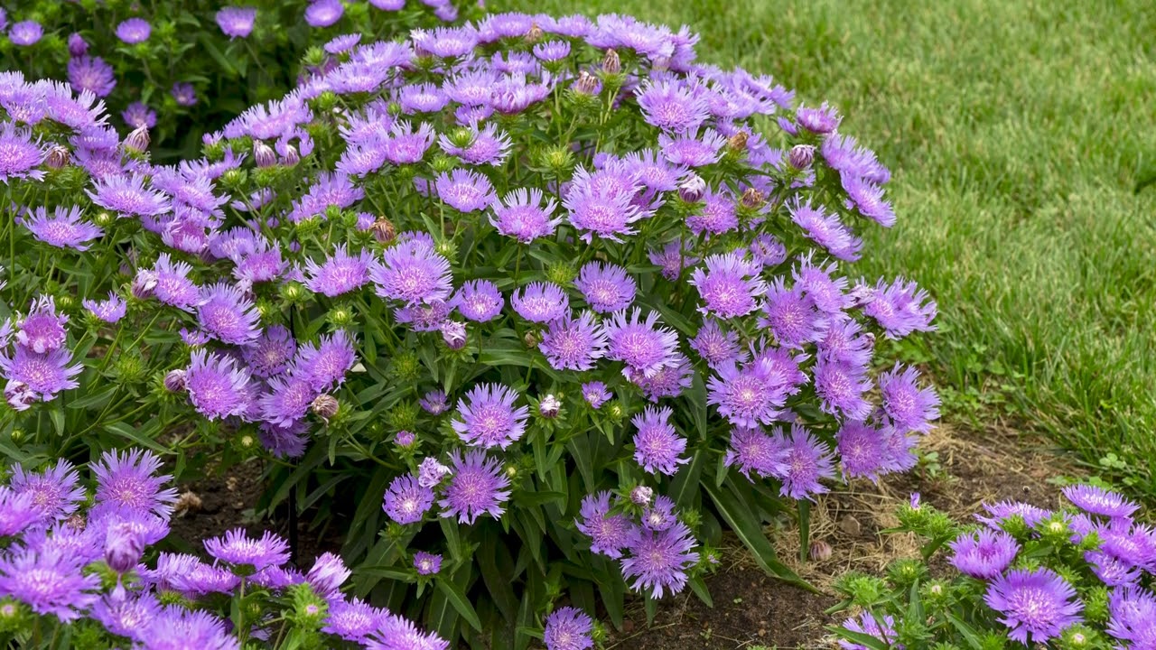 Totally Stoked Stoke's Aster