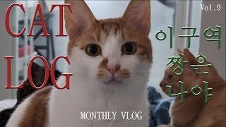고양이 브이로그 | 오남매 캣로그 vol.9 | 11월 고양이 | November monthly cats | 우당탕탕 쪼리보마조이 by 쪼보해조리 1,891 views 1 year ago 46 minutes