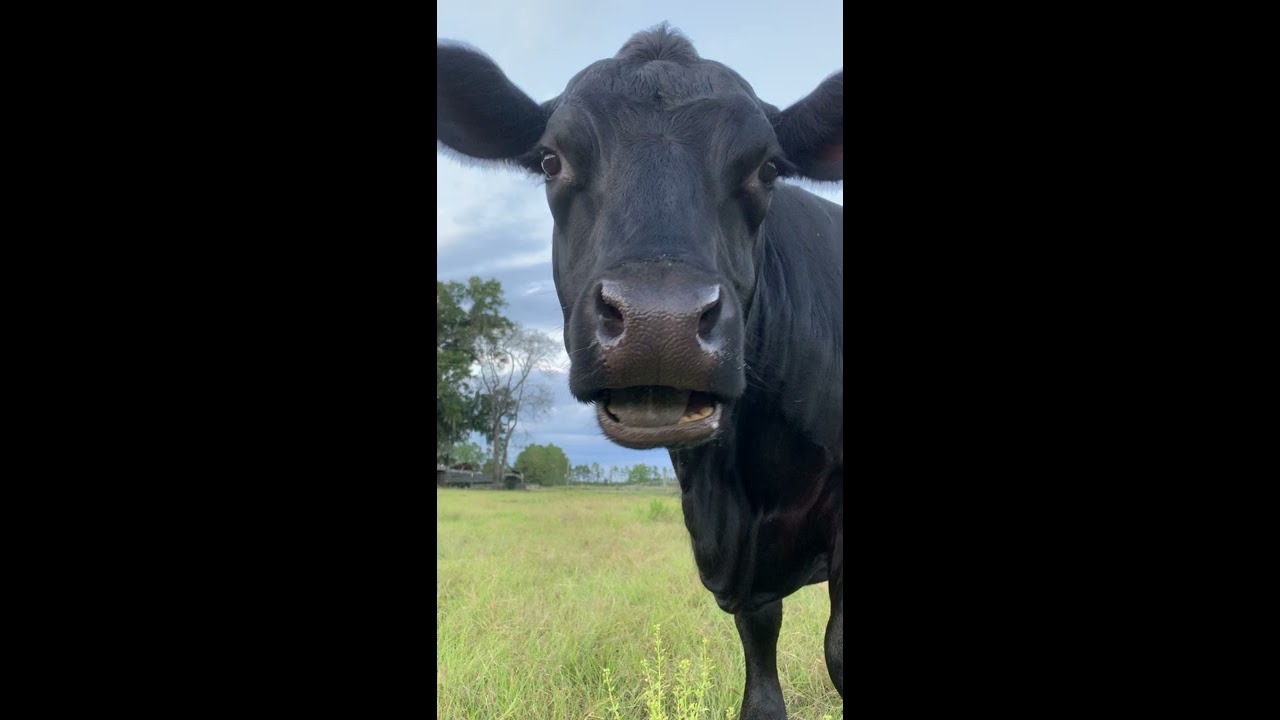 Cow Chewing Cud 