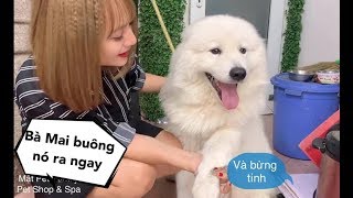 Mật Ghen Lồng Lộn khi Mai nói yêu em chó mới  Samoyed tai cụp cực hiếm cute quá thể