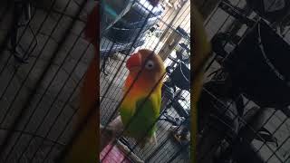 Download Lagu lovebird gacor Bahan anget suara tembakan wuss wuss MP3