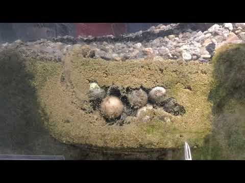 Snapping Turtle Hatch: The struggle is really real