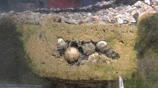 Snapping Turtle Hatch: The struggle is really real