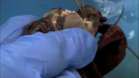 Crayfish dissection-- Internal Anatomy
