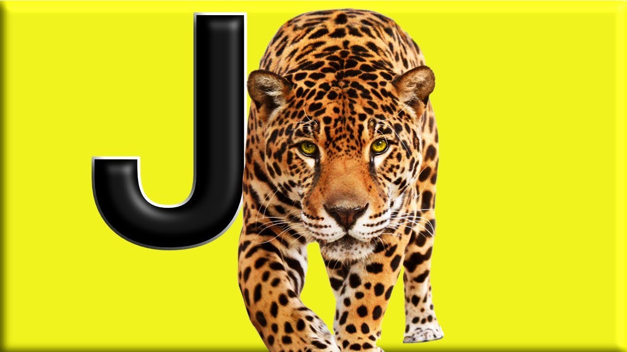 Letter J Alphabet Animals With Animal Names And Animals Sounds Youtube