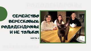 Семейство вересковых: рододендроны и не только! часть 2