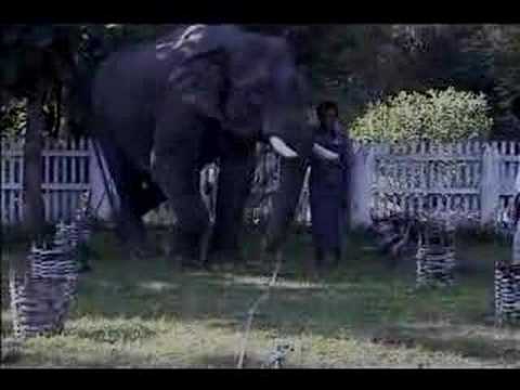 Elephants pass the string-pulling test