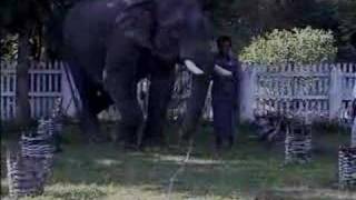 Elephants pass the string-pulling test