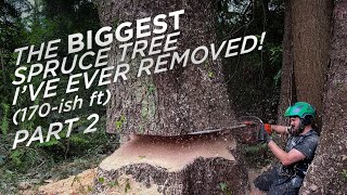 The BIGGEST Spruce Tree I've Ever Removed! | Part 2