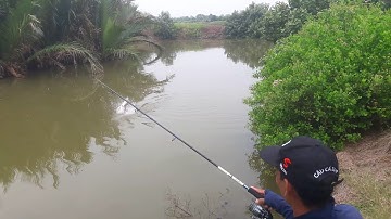 Câu cá miền Tây. Câu cá bóng đục, cá chét gặp thủy quái cá chẽm với cần câu tôm