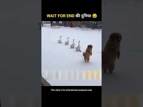जानवरों के Gajab कारनामें 5🤣 Wait For End #shorts #funnyvideo #short