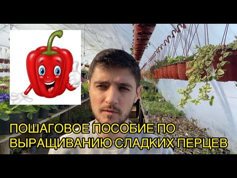 Методичка по выращиванию перцев от А до Я для начинающих