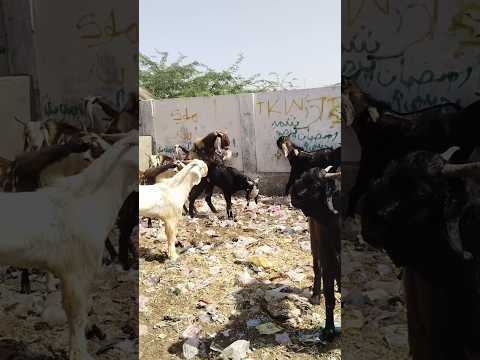 ن ر ب ك ر ي ل ع ب ب ط ر يق ت ه م ع الق ط يع في الم راع ي الس ه رائ ي ة  