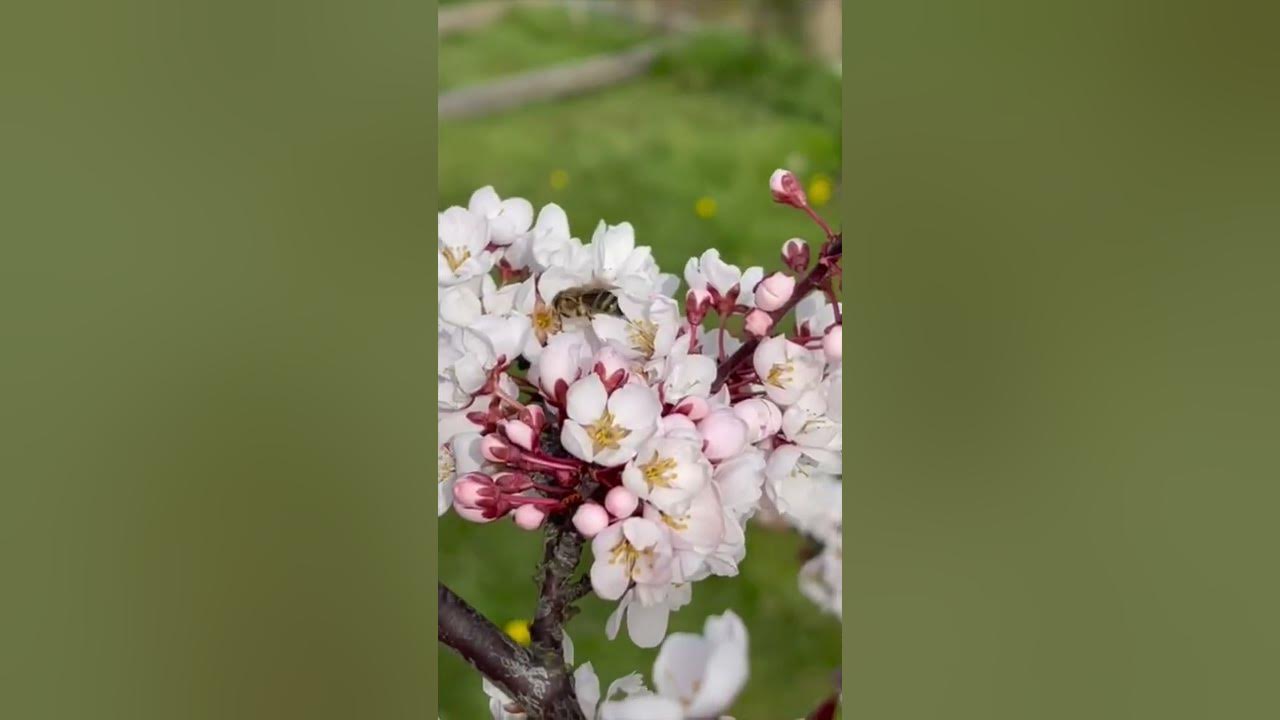Hollywood Plum #food forest #pnwgarden #olympicpeninsula #ciruela #grafting #orchard #plumblossom