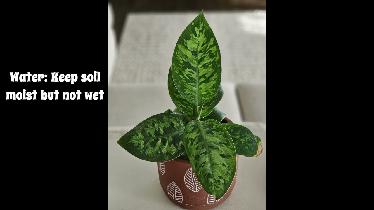 Homalomena Camouflage Infor & care tips. 💚