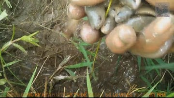 Bắt cá mắc cạn vào mùa khô dưới nắng nóng 40°C, cứ mỗi vũng nước là một ổ cá rô đồng