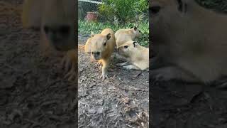 Capybara