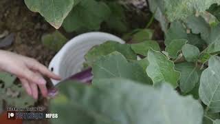 How Big Is The Eggplant In My Garden?