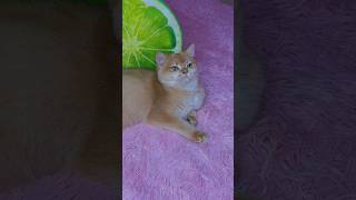 Is My Cat Nika Cute?