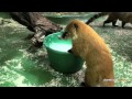 Coati morning feed and clean