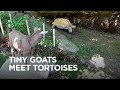 Tiny Goats Visit Tortoises