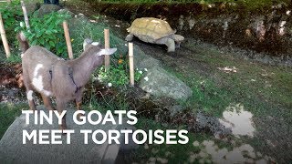 Tiny Goats Visit Tortoises