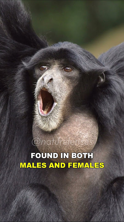 Siamang | The Most Unique Ape On Earth