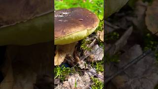 Бывает и такое!!! #fungi #mushroom #гриб #грибы #природа #fungus #porcini #белыйгриб #боровик