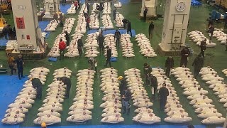 Traders checking quality of Frozen Tuna before Auction Toyosu Market