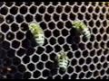 Размножение и развитие пчёл