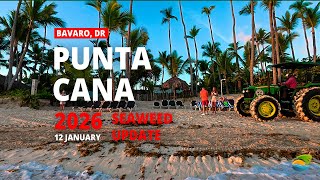 Punta Cana in January 12, 2026 - Seaweed & Weather | Palladium, Occidental, Princess