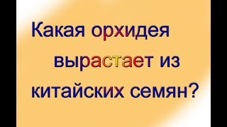 Какая орхидея вырастает из китайских семян? Какая орхидея вырастает из китайских семян?