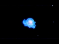 Immortal jellyfish turritopsis nutricula