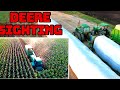 Chopping Corn | All Green Equipment!